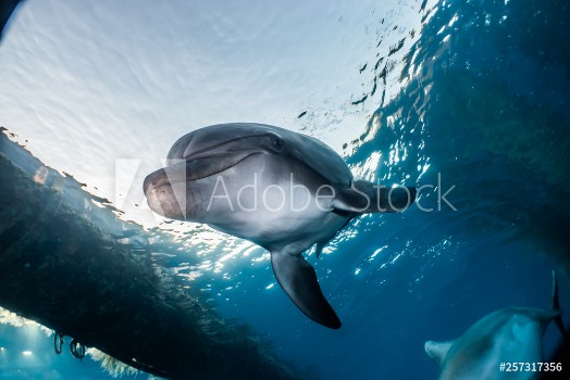 Picture of Dolphin swimming with divers in the Red Sea Eilat Israel